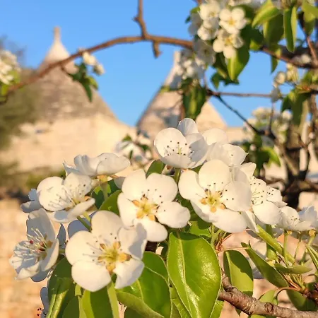 Trulli Abate Mauro Cisternino
