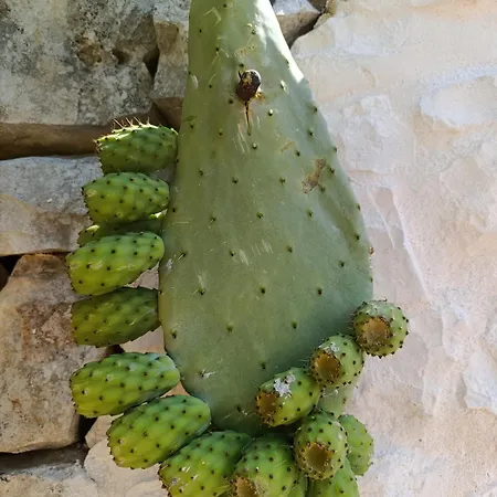 Trulli Abate Mauro 度假居 *