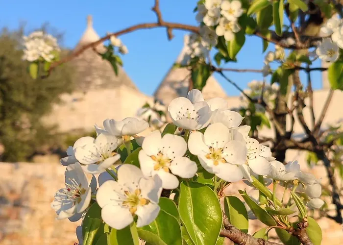 Trulli Abate Mauro Cisternino